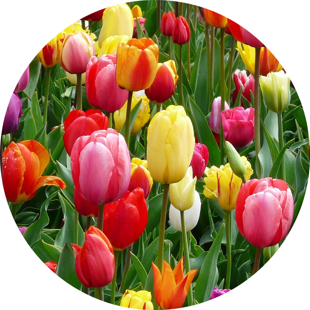 spring